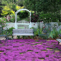 Creeping Thyme Seeds | Ground Cover Herb | Thymus serpyllum | Non-GMO, Heirloom, Drought-Resistant, Full Sun