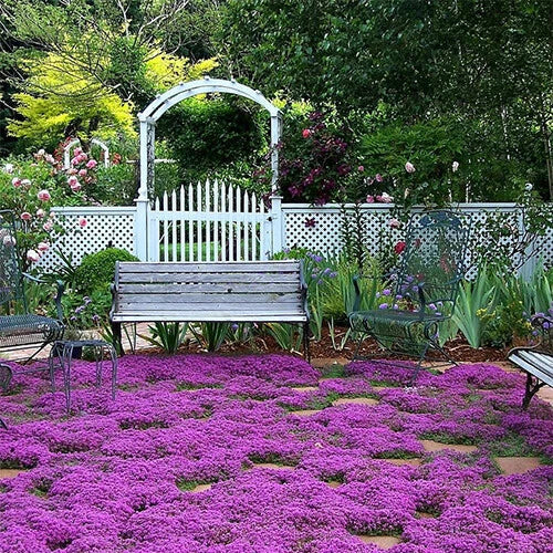 Creeping Thyme Seeds | Ground Cover Herb | Thymus serpyllum | Non-GMO, Heirloom, Drought-Resistant, Full Sun