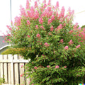 Pink Spiraea Seeds | Flowering Shrub Seeds for Garden Borders & Hedges | Spiraea tomentosa