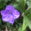 Mexican Petunia Cuttings - 10 Fresh Rotted Cuttings - Ruellia Brittoniana - Vibrant Blooms, Easy to Grow, Perennial Garden Plant