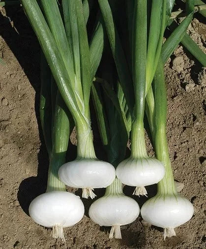 Cipollini Onion Seeds - Organic Heirloom Yellow Sweet Seeds - Non-GMO Allium cepa var. aggregatum for Home Gardening