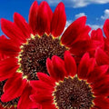 Red Sun Sunflower Seeds - 75+ Non-GMO Heirloom Flower Seeds for Tall, Vibrant Red Blooms - Helianthus annuus