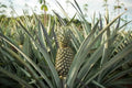 Mordilona Pineapple Seeds - 15+ Pack for Home Gardening - Ananas comosus - Tropical Fruit Plant for Container & Garden