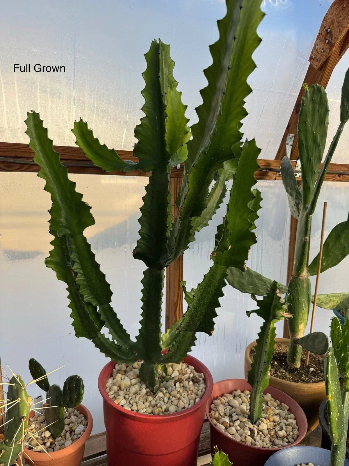Candelabra Cactus Starts - Euphorbia Lactea Haw Rooted Succulents for Indoor & Outdoor Gardens