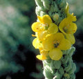Organic Mullein Seeds Verbascum thapsus Wildcrafted Herb, 100+ Seeds for Garden Pollinator Attracting