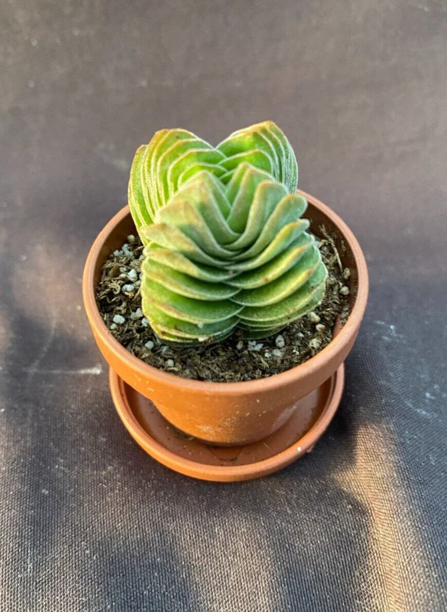Crassula Buddha's Temple Tiny Rooted Succulent Plant in 1" Pot with Saucer - Indoor Houseplant, Falcifolia