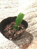 Christmas Cactus Plant - Fuchsia Color - Well Rooted - Schlumbergera - Indoor Houseplant, Easy Care, Bright Color