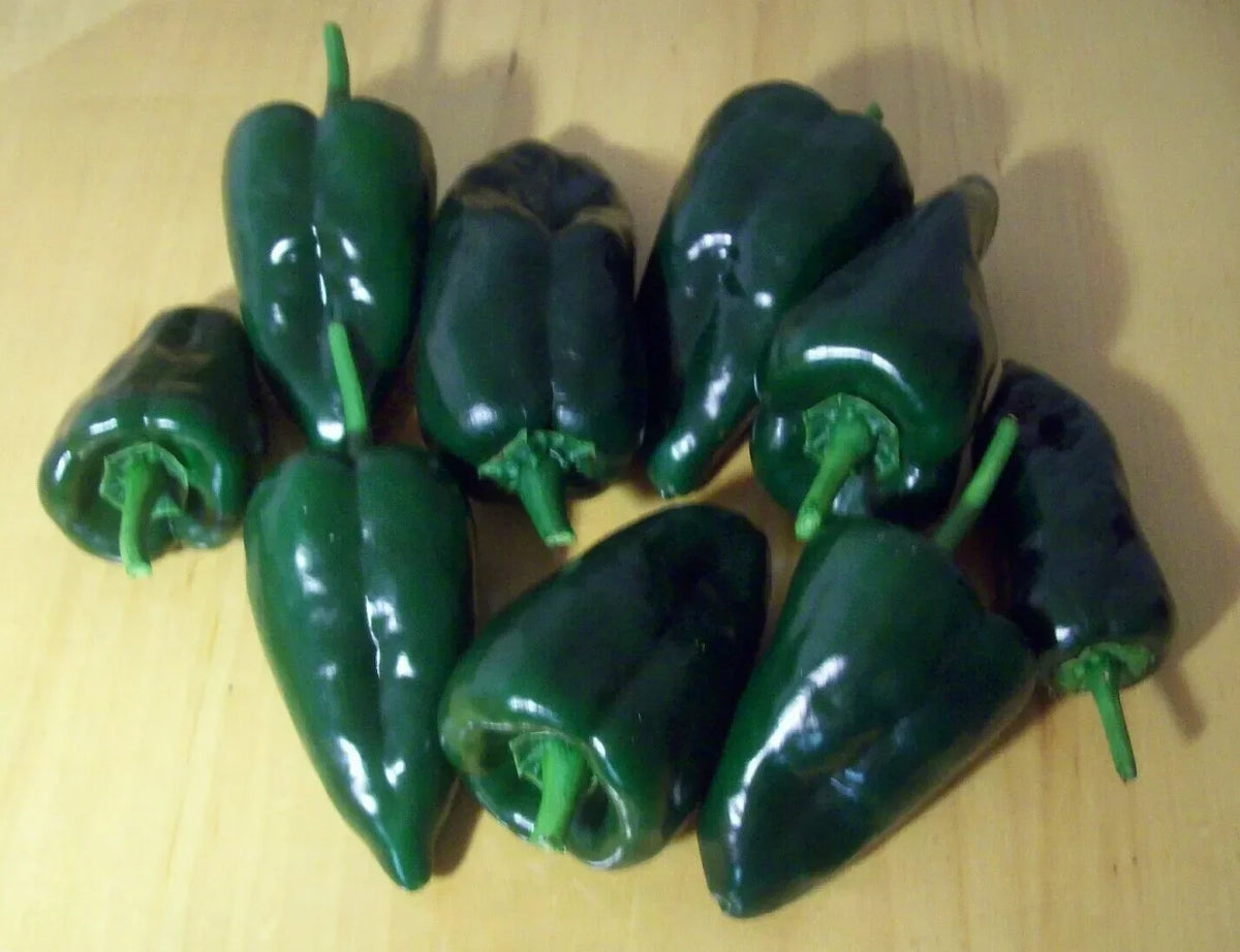 Ancho Poblano Pepper Seeds - 30+ Mild Chili Seeds for Vegetable Garden - Capsicum annuum, Upright Bushy Plant