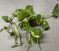 Golden Pothos Rooted Cuttings – 5 Pack – Epipremnum aureum Indoor Plant for Home Decor