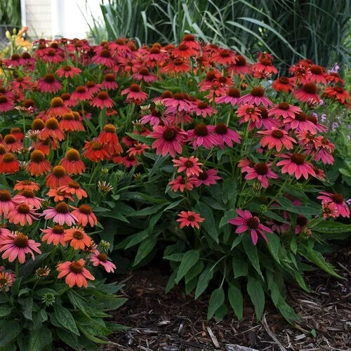 Firefinch Coneflower Seeds – Echinacea purpurea Perennial Flowers for Pollinators, Vibrant Blooms, Drought Tolerant, Seed Packet