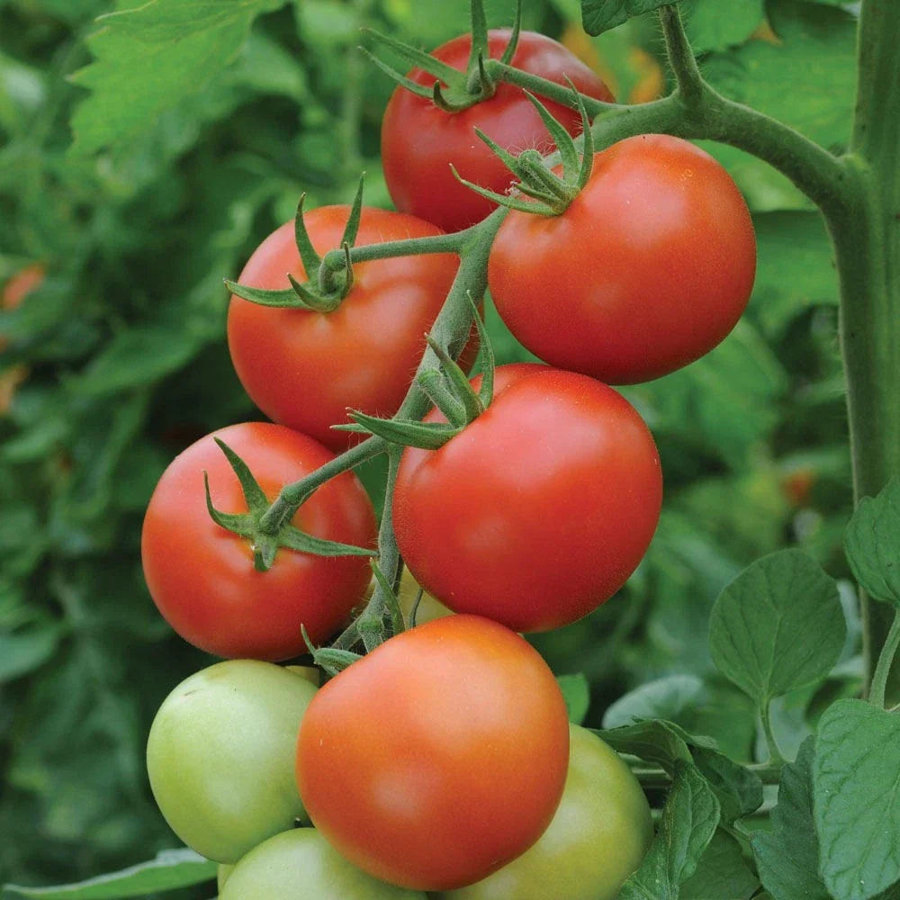 Moneymaker Tomato Seeds - Heirloom Organic Non-GMO - Solanum lycopersicum - Pack of 30+ Seeds