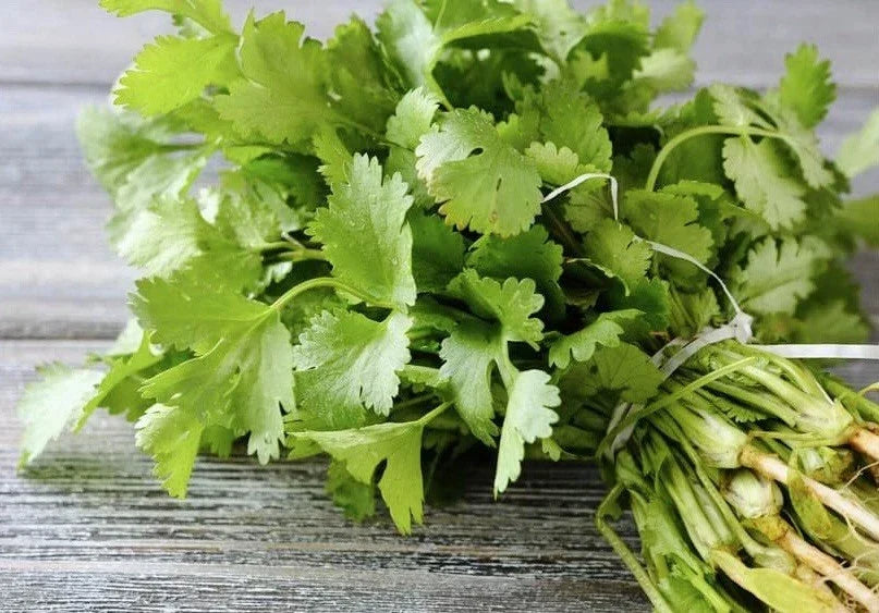 Organic Cilantro Seeds 200 Count | Heirloom Non-GMO Coriandrum sativum for Culinary & Garden