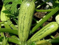 Caserta Zucchini Seeds - 20+ Cucurbita pepo Culinary Squash Seeds for Cooking & Gardening
