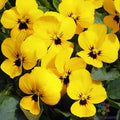 Penny Yellow Pansy Seeds - Viola x wittrockiana, 200+ Pack for Garden, Borders & Containers, Bright Yellow Flowers