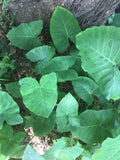 Elephant Ear Bulbs 2 Pack, Ready to Plant, Fast Growing, Colocasia esculenta, Tropical Foliage, Garden Landscaping