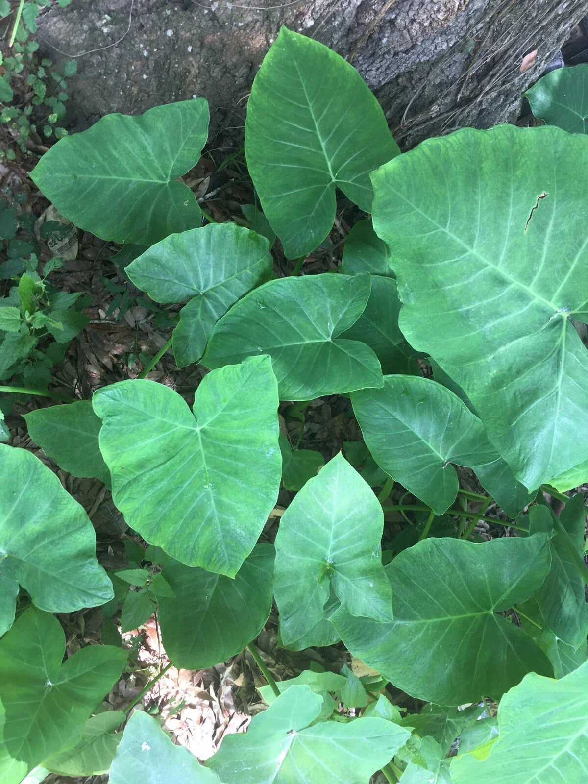 Elephant Ear Bulbs 2 Pack, Ready to Plant, Fast Growing, Colocasia esculenta, Tropical Foliage, Garden Landscaping