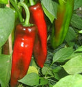 Marconi Pepper Seeds – 30+ Rare Sweet Italian Capsicum annuum for Garden, Container, and Cooking