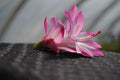 Christmas Cactus Starter Plant - Angel Wings Schlumbergera Truncata - Well-Rooted 4-Inch Pot