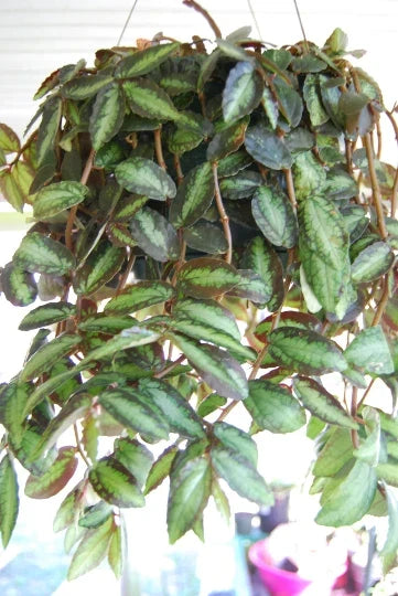 Polynesian Ivy Trailing Watermelon Vine Plant Pellionia Repens Indoor Houseplant Greenery