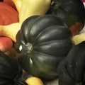 Burgess Buttercup Winter Squash Seeds, Non-GMO, Turban Variety, Cucurbita maxima, Vining, for Fall Harvest