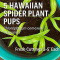 Hawaiian Spider Plant Pups - 5 Fresh Cuttings - Chlorophytum comosum ‘Hawaiian’ Indoor Houseplant