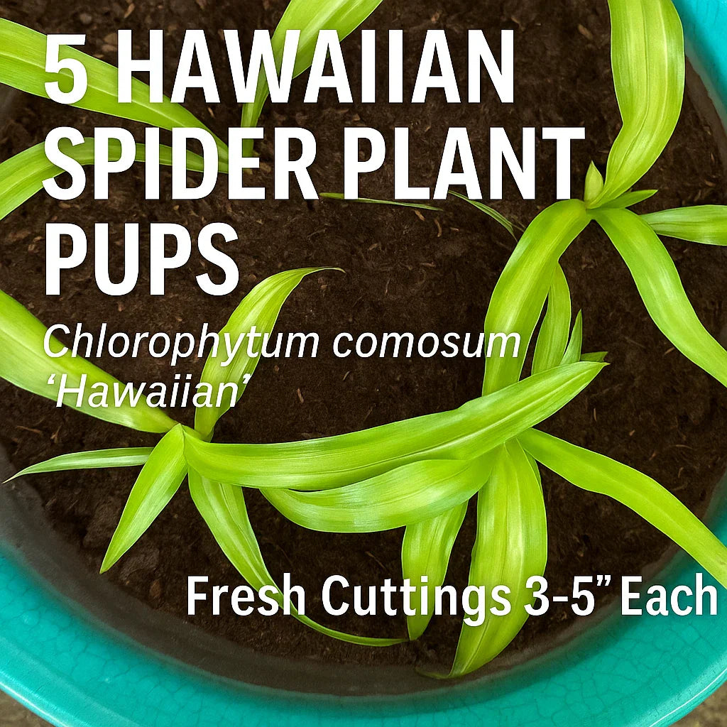 Hawaiian Spider Plant Pups - 5 Fresh Cuttings - Chlorophytum comosum ‘Hawaiian’ Indoor Houseplant