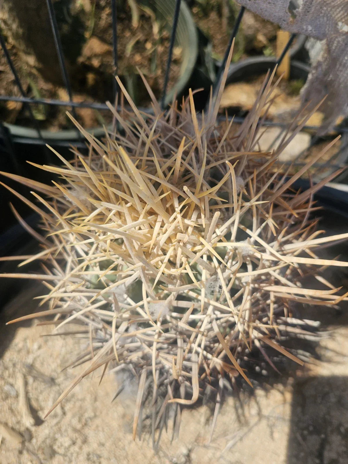 E. Xeranthemoides Cactus 6" Pot - Unique Succulent, Easy Care Houseplant