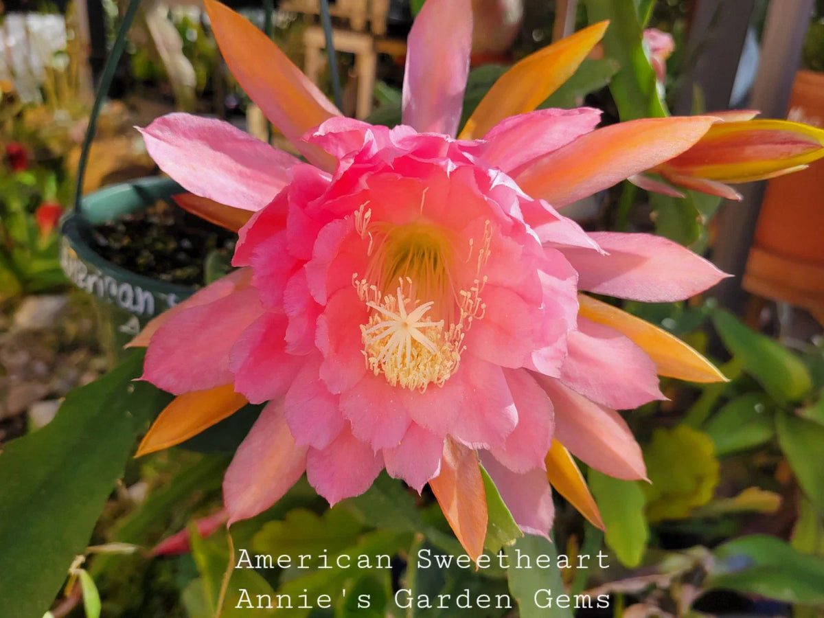 Epiphyllum American Sweetheart Cuttings 8-10 inches - Unrooted Succulent Plants