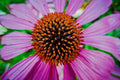 Purple Echinacea Seeds - 100 Count - Coneflower - Large Daisy-Like Flowers - Echinacea purpurea
