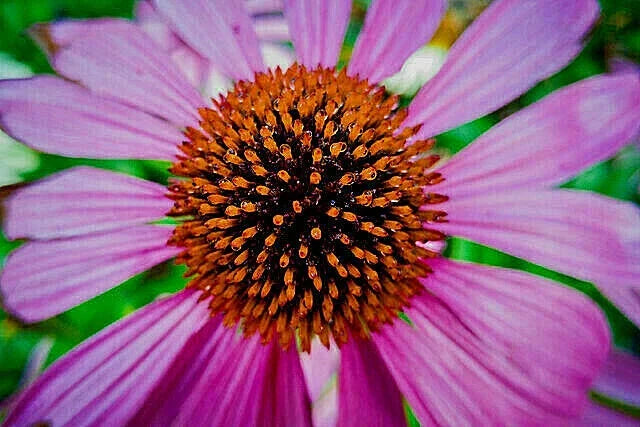 Purple Echinacea Seeds - 100 Count - Coneflower - Large Daisy-Like Flowers - Echinacea purpurea