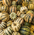 Sweet Dumpling Winter Squash Seeds - Heirloom Non-GMO Cucurbita maxima, Compact Bush, Edible, 30 Seeds