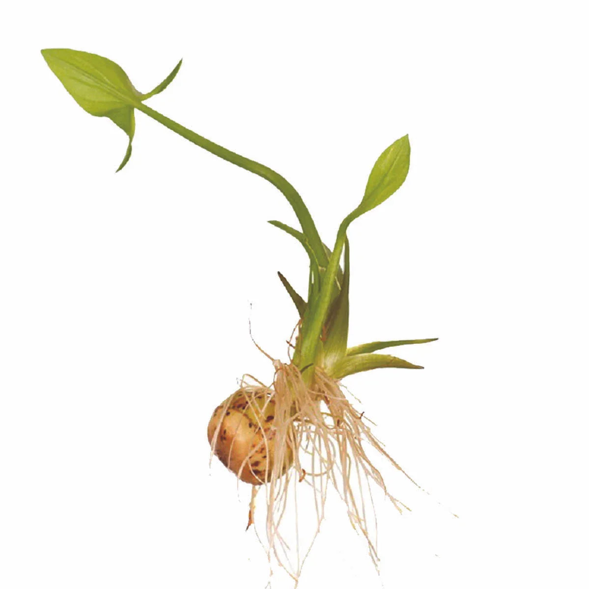 Broadleaf Arrowhead Seeds - 1000 Count, Edible Water Tuber, Sagittaria latifolia, Aquatic Perennial Plant for Wetlands and Gardens