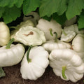 White Bush Scallop Summer Squash Seeds, Non-GMO, Patty Pan, Cucurbita pepo, Heirloom Variety, Compact Growth, Full Sun