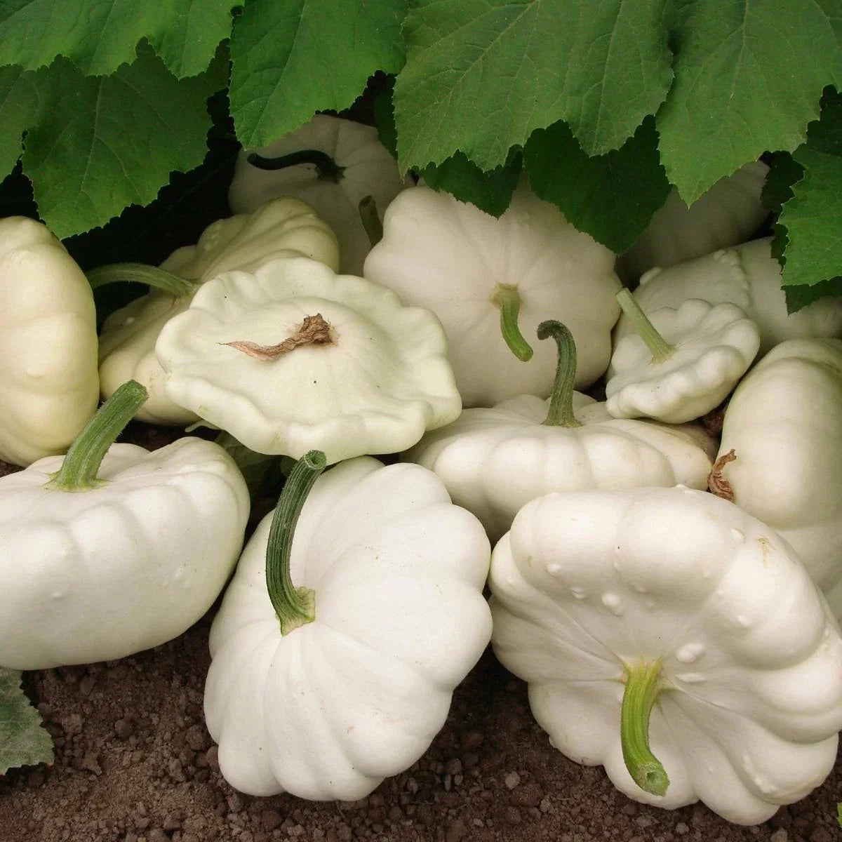 White Bush Scallop Summer Squash Seeds, Non-GMO, Patty Pan, Cucurbita pepo, Heirloom Variety, Compact Growth, Full Sun