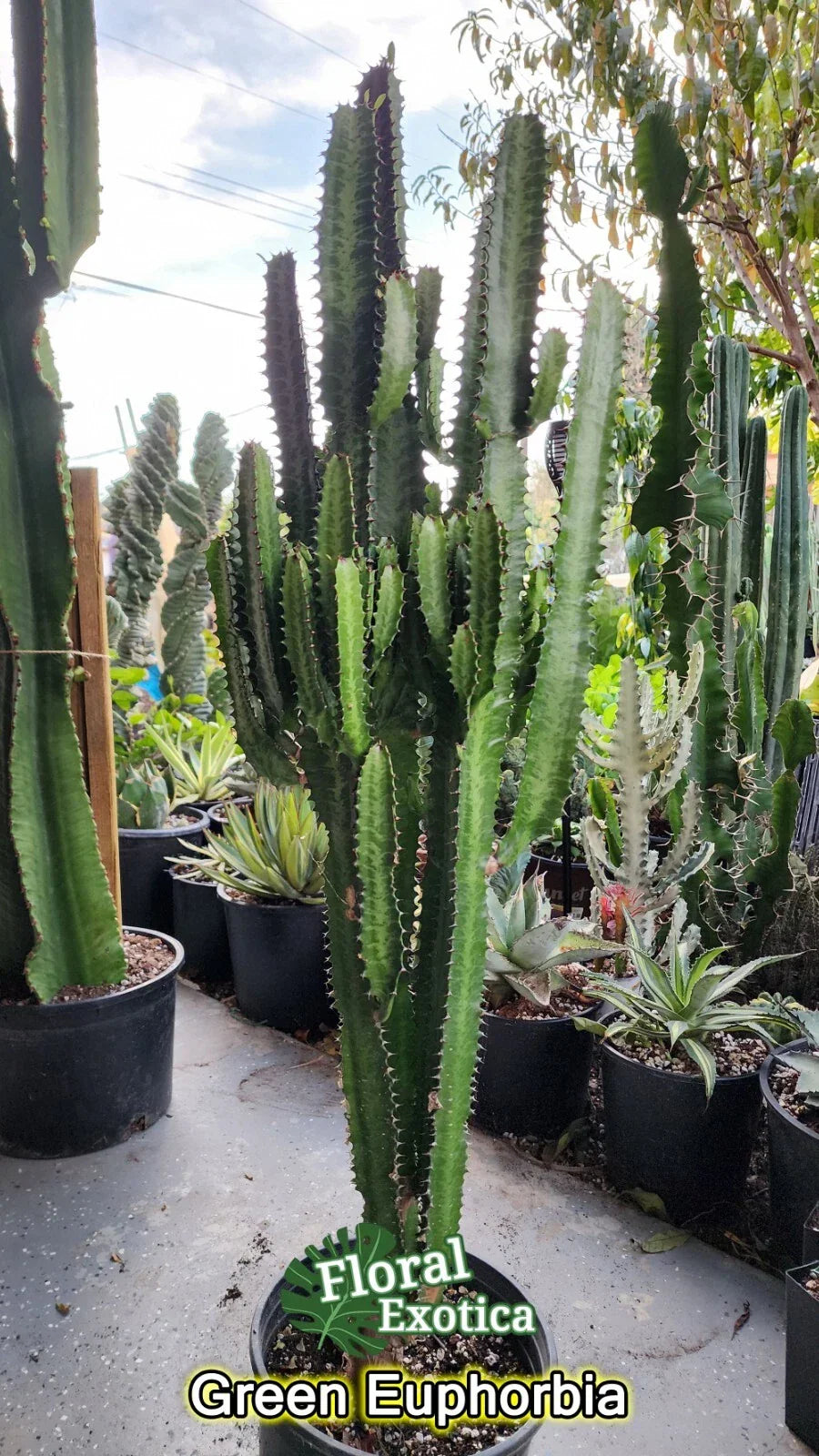 Euphorbia Trigona Clippings - Lot of 2, 3" Succulent Cuttings, Indoor Decor, African Milk Barrel, Drought-Tolerant Plant