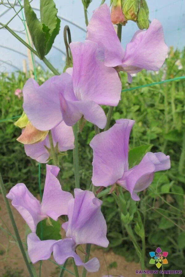 Lavender Sweet Pea Seeds - 50+ Pack, Fragrant Climbing Flowering Vine, Lathyrus odoratus, Garden & Container Planting