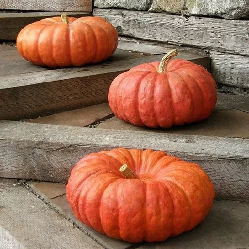 Organic Cinderella Pumpkin Seeds - 10 Non-GMO Cucurbita pepo for Fall Decorations & Cooking