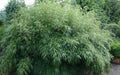 50 Bamboo Seeds - Dragon Head Clumping Privacy Screen for Garden - Bambusa balcooa, Fast-Growing Shade Barrier Seeds