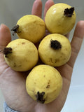 Mexican Guava Seeds - 25 Organic Non-GMO Psidium guajava Fruit Seeds for Garden Tree and Landscape