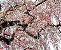 Japanese Cherry Blossom Tree Seeds - 20 Pack Prunus serrulata Pink Flowering Sakura Bonsai Seeds