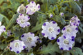 Five Spot Flower Seeds 500 Pack – Nemophila maculata White & Purple Blooms for Gardens & Containers