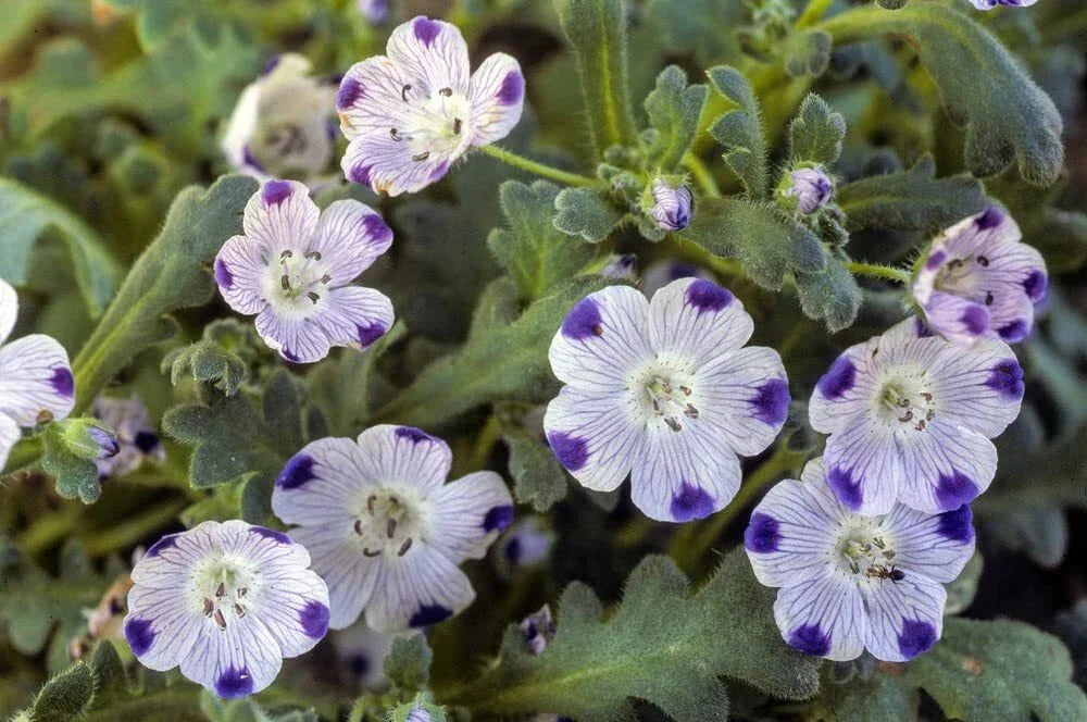 Five Spot Flower Seeds 500 Pack – Nemophila maculata White & Purple Blooms for Gardens & Containers
