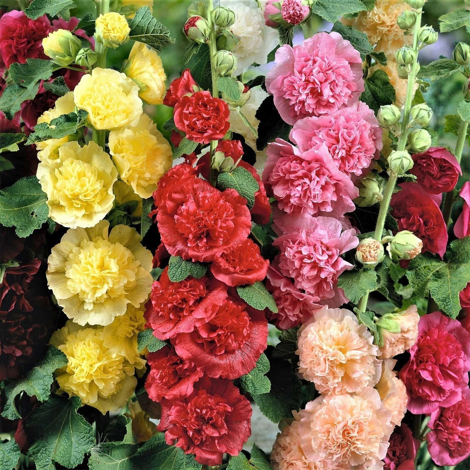 Hollyhock Seeds - CHATER'S DOUBLE Mix Peony Flowered - Non-GMO, Biennial, Alcea rosea, 100 Seeds