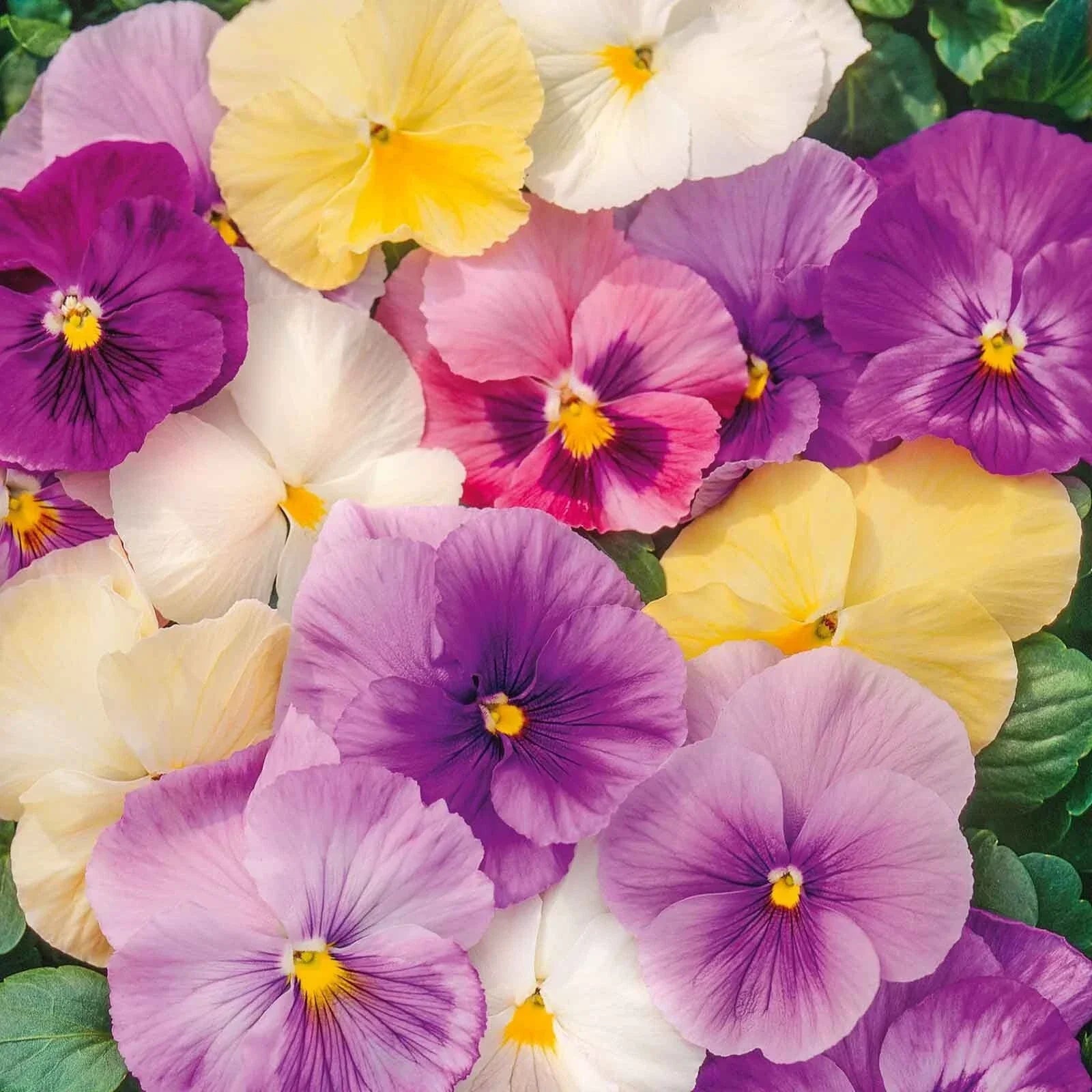 Pansy Seeds Mix Pastels, Viola tricolor var. hortensis, Edible Cool Weather Annual, 100+ Non-GMO Seeds for Garden Beds & Containers