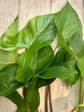 Rooted Arrowhead Vine Plants - Syngonium Podophyllum, 10 Pack, Indoor & Outdoor Climbing or Trailing Vines