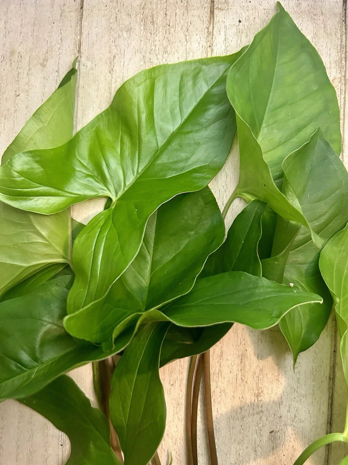 Rooted Arrowhead Vine Plants - Syngonium Podophyllum, 10 Pack, Indoor & Outdoor Climbing or Trailing Vines
