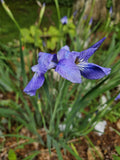 Japanese Iris Plants - Lavender Beauty - Iris ensata - Perennial Water Garden Flowers - Clumping, Lavender Blooms (2 Pack)