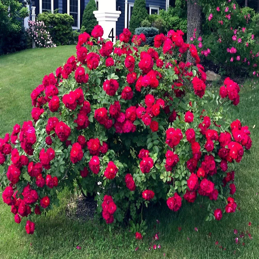 Japanese Red Rose Bush Flower Seeds | Rosa Rugosa Rubra | Hardy Garden Plant Seeds