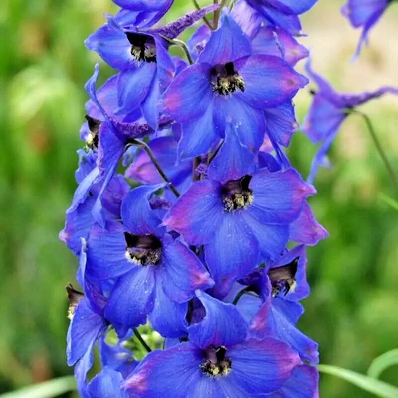 Penstemon Seeds - Hummingbird Mix, Perennial Beardtongue Flower, Pollinator Friendly, Bees, Full Sun, 200+ Seeds