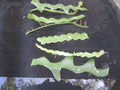 Fresh Unrooted Fish Bone Cactus Cuttings, Epiphyllum anguliger, 6 Pieces for Propagation, Indoor & Outdoor Plant Collection
